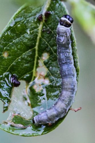 Réf. 248 380 : Archips xylosteana